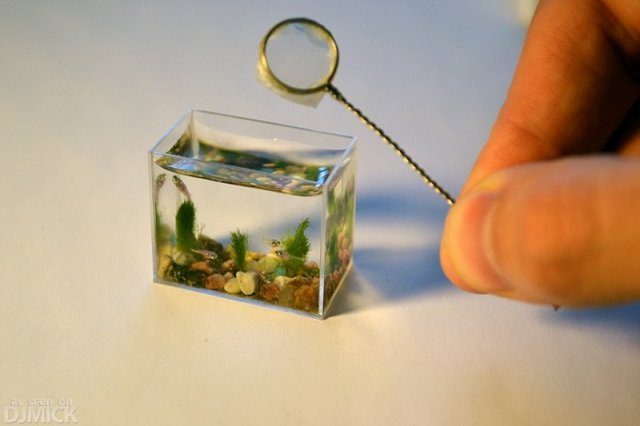 worlds-smallest-aquarium-1.jpg