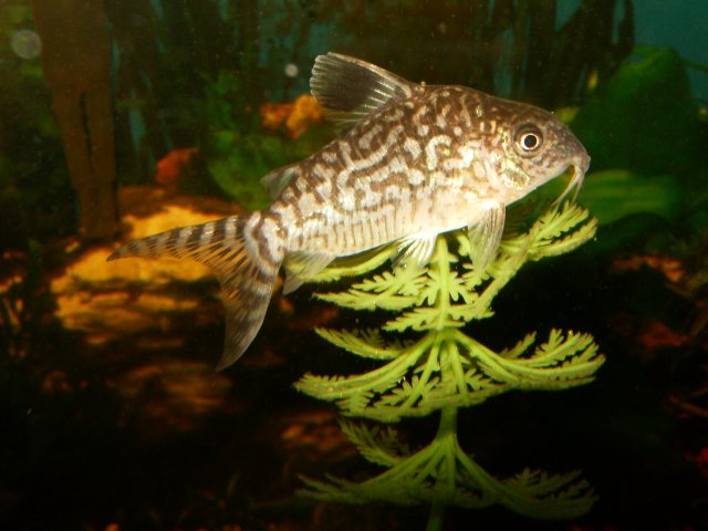 cory.jpg