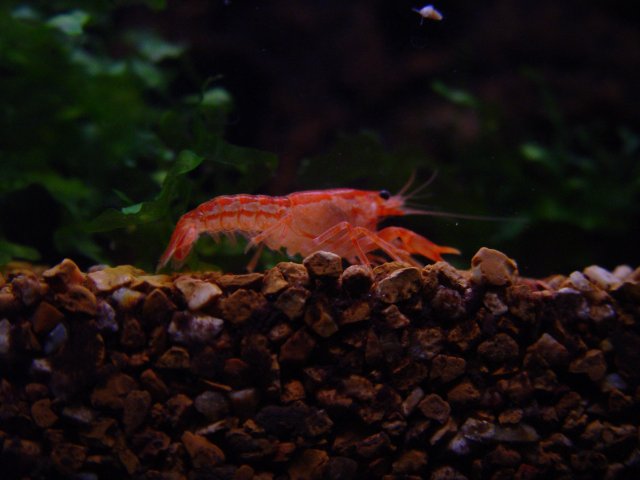 cardinal n CDP Dying 003.JPG
