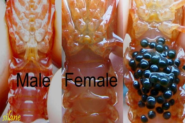 CPO_sex.jpg