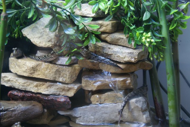 waterfall.JPG