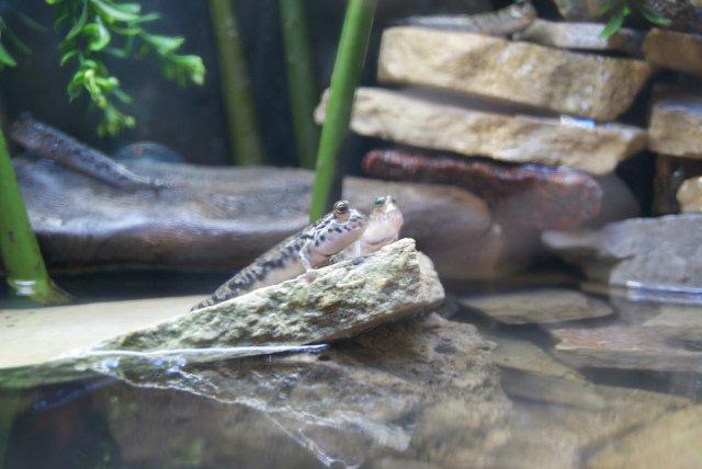 on a rock.JPG