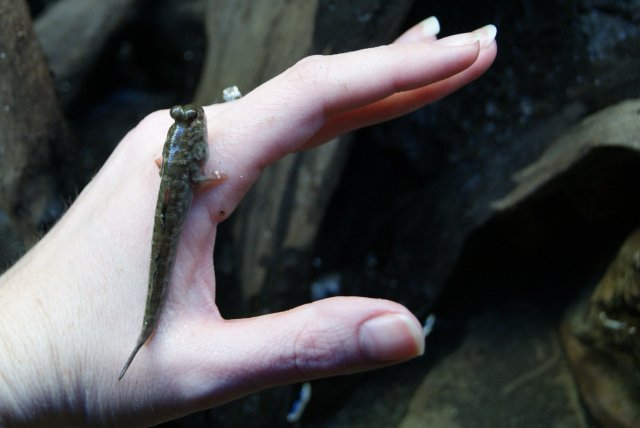 skipper on hand.JPG