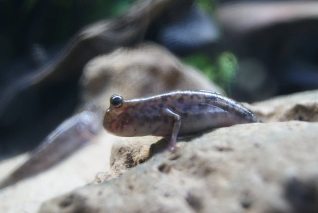 frog eyes.JPG
