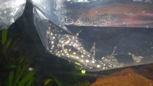 supeawesomeplecos.jpg