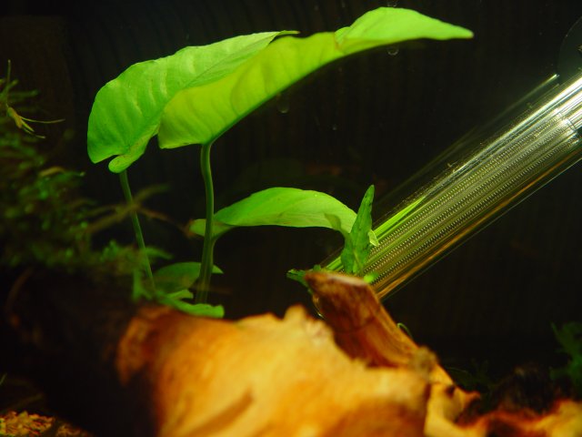 Shrimp !! 022.JPG