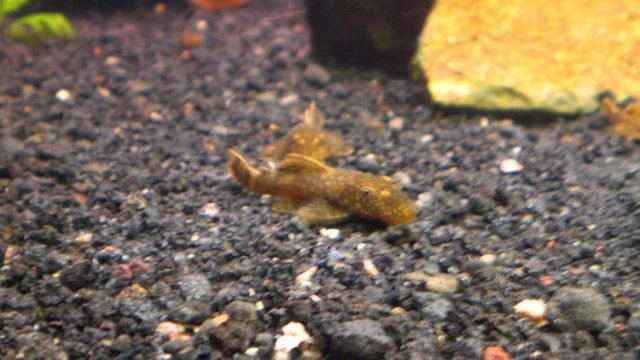 BNpleco.jpg