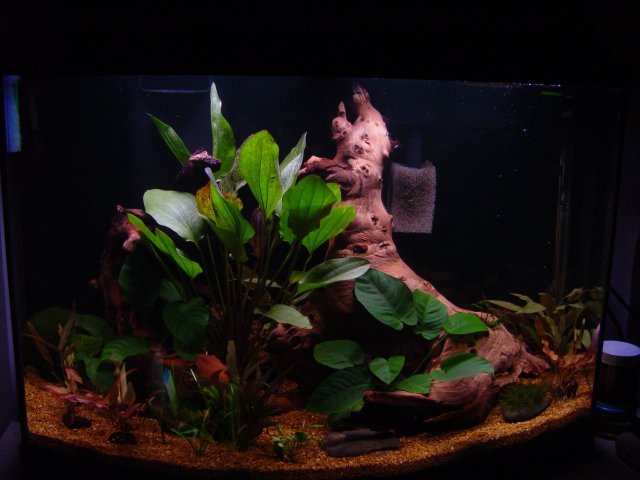 Shrimp !! 001.JPG Shrimp !! 001.JPG