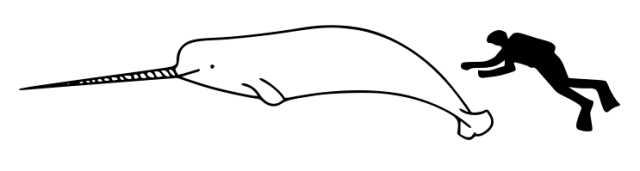 743px-Narwhal_size.svg.png