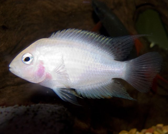 pink_convict_cichlid.jpg