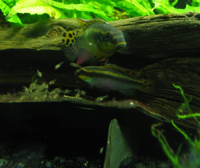 IMG_0655.JPG IMG_0655.JPG