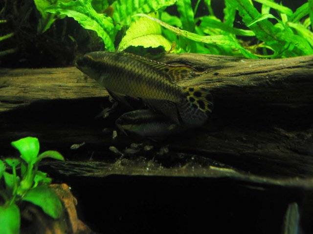 IMG_0658.JPG IMG_0658.JPG