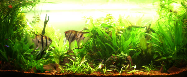 Angelfish_community_tank.jpg