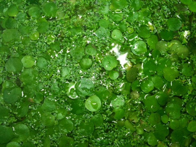 plants1.jpg