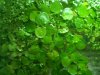 plants3.jpg