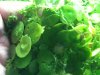 plants2.jpg
