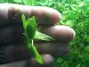 plant4.jpg