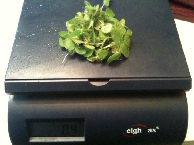 plants5.jpg