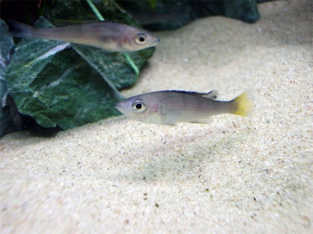 Leptosoma.jpg