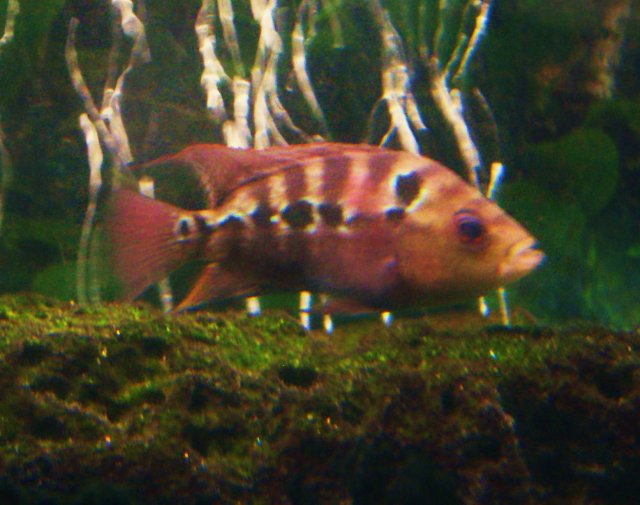 New FH Fish 030.JPG