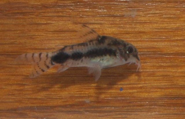 CorydorasHabrosus.JPG