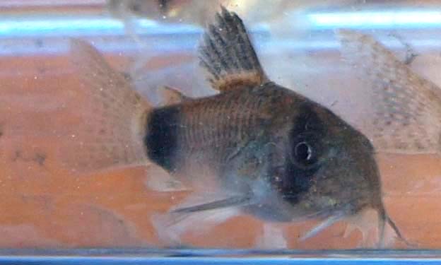 CorydorasPanda.JPG