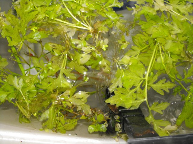 DSCF0168.jpg