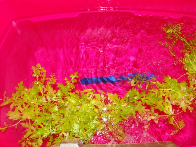 DSCF0161.jpg