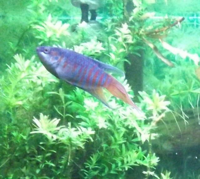 DSCF0133 - Copy - Copy.JPG