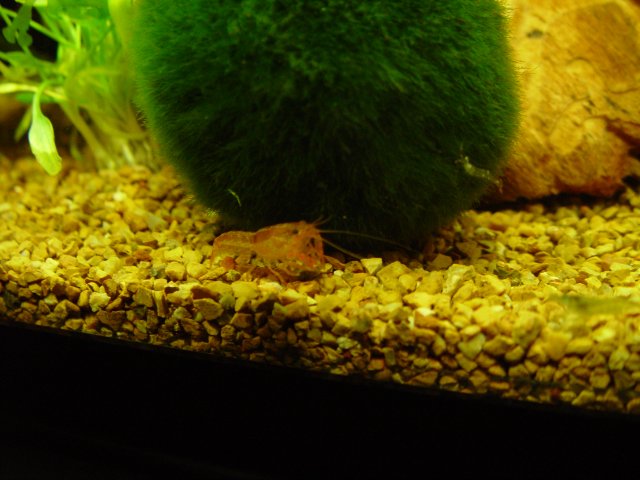 yo yo loaches 004.JPG