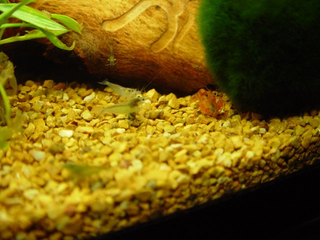 plant updates 002.JPG