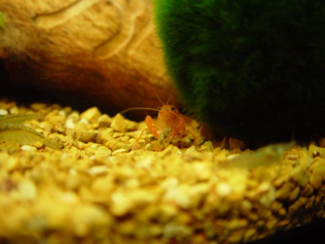plant updates 013.JPG