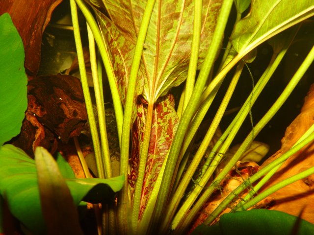 plant updates 018.JPG