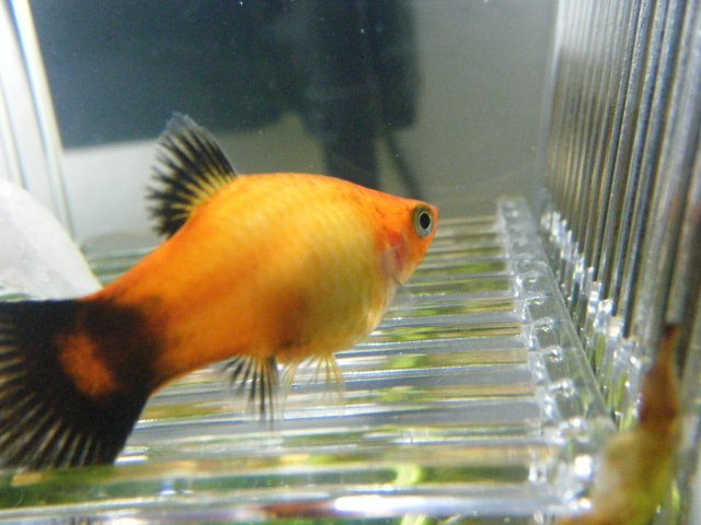 platy fish breeding box