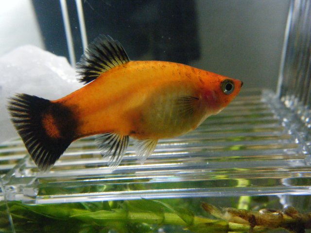 Pregnant Platy Giving Birth Pregnancysymptoms