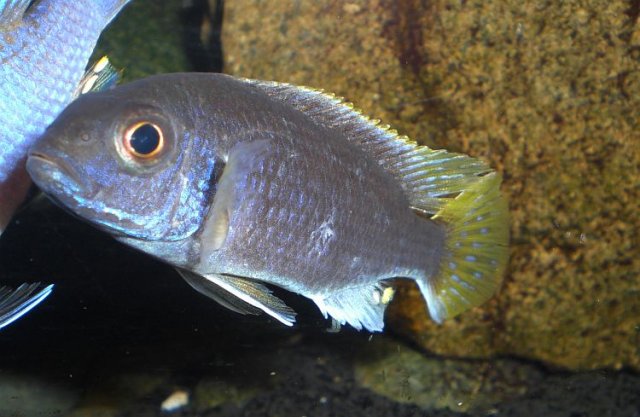 newacei.jpg