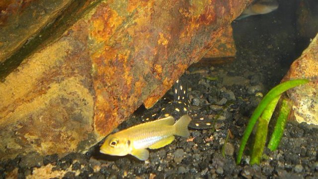 occie&pleco.jpg