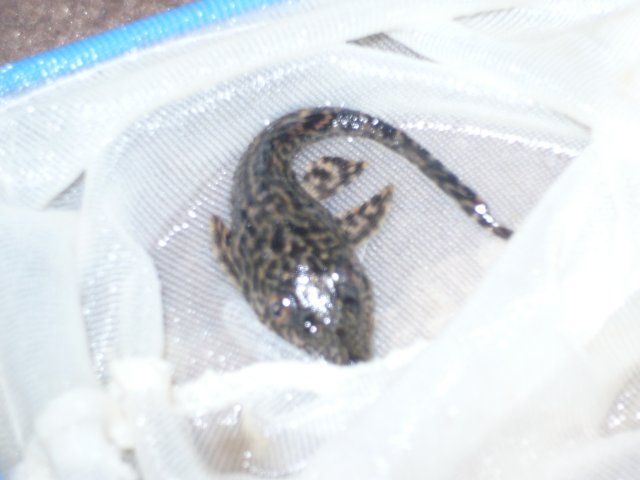 P1060242.JPG P1060242.JPG