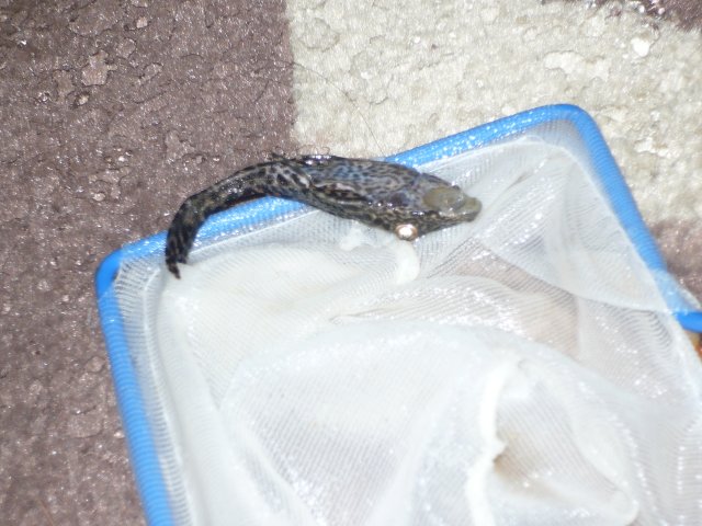 P1060246.JPG P1060246.JPG