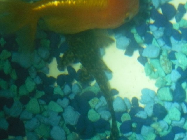 P1060234.JPG P1060234.JPG