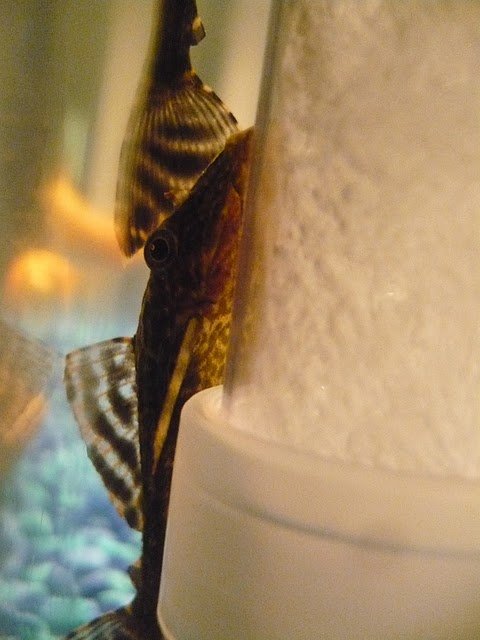 P1060091.JPG P1060091.JPG