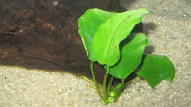 IMG_3132.JPG