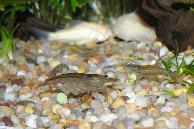 amanos.jpg