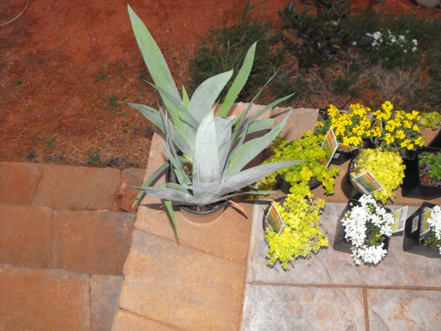 DSCF0089.JPG