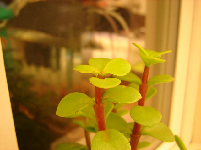DSC04876.JPG