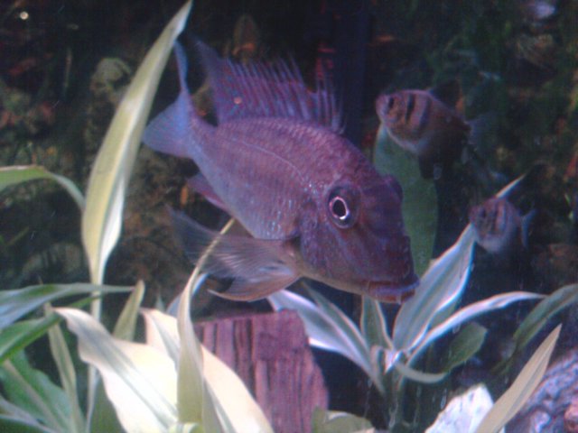 camfishy.jpg