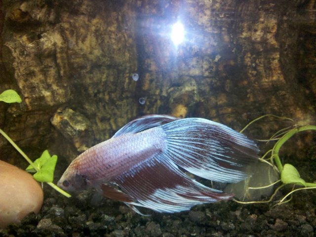 betta.jpg