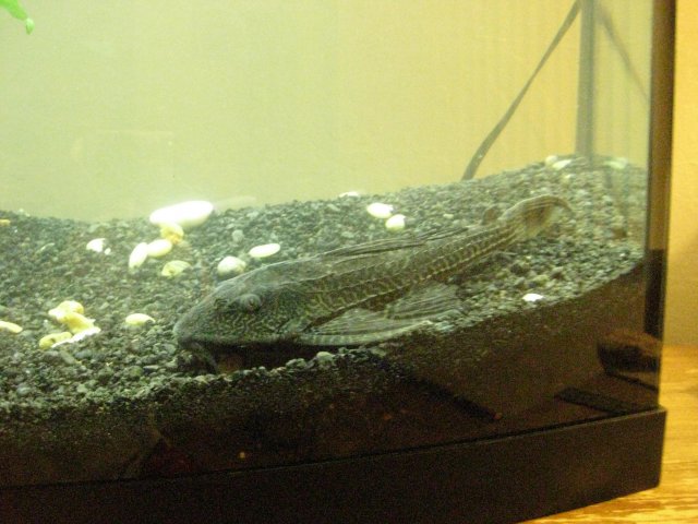 IMG_0003.JPG