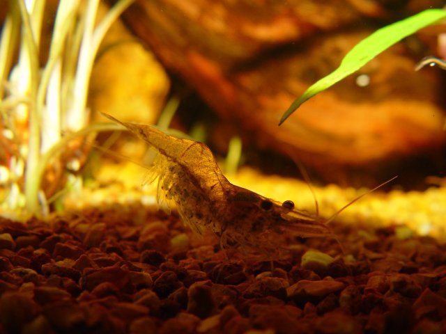 tank shots 029.JPG