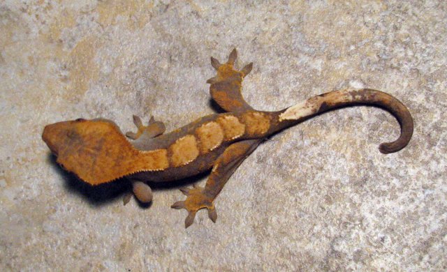 Gecko_2_2.jpg Gecko_2_2.jpg